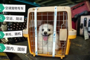 广西广东宠物专车托运服务，全国可跑南宁、桂林、柳州、北海、百