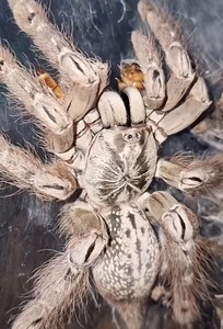 北京爬宠 捕鸟蛛 多哥星团巴布6-7cm 蜘蛛