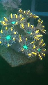 金边大手星花珊瑚 金线手星花 新手珊瑚，生长迅速，颜色靓丽，