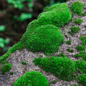 苔藓植物种子吸水石上水石盆景草青苔种籽苔藓孢子粉四季