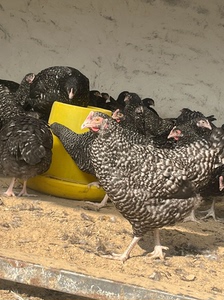 农村养殖出成年芦花鸡到家就可以下绿壳鸡蛋 有想要的朋友速来