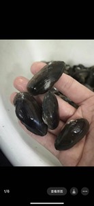 小河蚌9.9元5个鳑鲏繁殖杜氏珠蚌淡水河蚌净水除藻