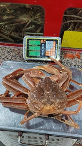 松叶蟹长脚蟹板蟹鲜活包活，帝王蟹最佳平替品，110/斤，一只