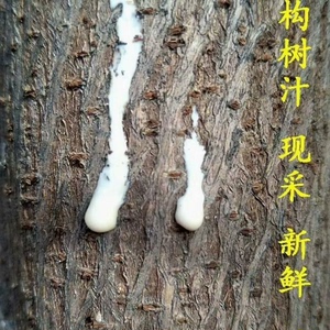 构树汁液楮桃银屑树汁液牛皮树癣树汁假杨梅子角阔枸谷树痔疮麻叶