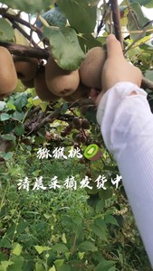 【自家种植 自产自销】江西省宜春市奉新县正宗黄心猕猴桃  时