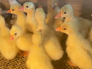 白鹅，笨鹅，种蛋可孵化可食用，鹅苗，鸡苗，鸭苗，