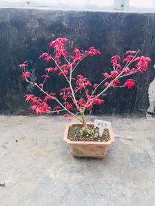 日本红枫红舞姬精品盆栽阳台盆景庭院地栽，一物一拍，原土球对版