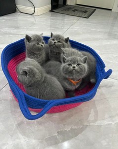 蓝猫包子脸自家幼猫，两只一公一母