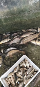 沂河野生鲤鱼  鲫鱼  花鲢 小杂鱼等，想吃河里健康鱼的联系