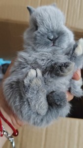 自己家里侏儒兔的小崽，兔妈妈是选美冠军，有五只小兔，5月13