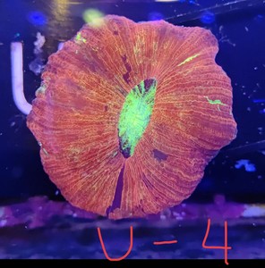 开放脑 红绿巴厘脑人工繁殖软体珊瑚LPS海水缸 印尼澳洲沙巴