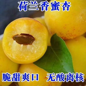 甜杏吃过最好吃的杏子荷兰香蜜杏非珍珠油杏新疆小白杏