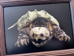 原创手绘装饰画摆台手绘原种大鳄龟巨无霸油画手绘复刻 窄桥蛋龟