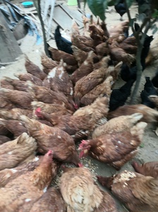 土鸡蛋出售，都是新鲜健康的土鸡，没有喂饲料，零抗生素，零药物