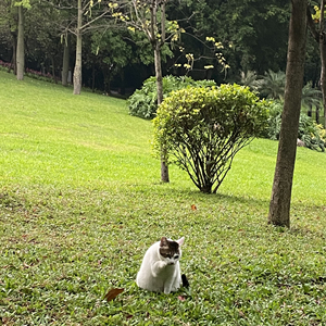 广州天河黄村东圃车陂三溪珠村附近上门代喂猫狗 代遛狗