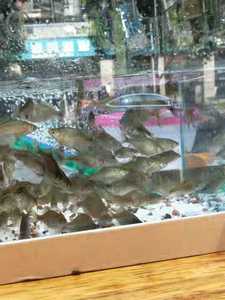 批发鳑鲏鱼菜板鱼麦穗鱼饲料鱼批发价出售鳑鲏鱼，菜板鱼，麦穗鱼