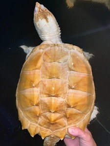 一公5母稳产红眼白化鳄龟种龟、2条母错甲、已产过蛋、品相如图