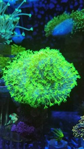 海缸软体珊瑚二绿非皮，皮革珊瑚。密须皮革。新手皮革珊瑚二绿非