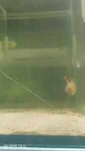 #水族省心好物 三湖慈鲷精品红翅马天尼繁殖组