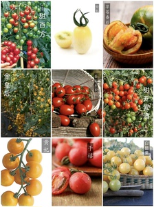 小番茄苗、西瓜蜜瓜苗、香料薄荷、辣椒茄子，木瓜苗