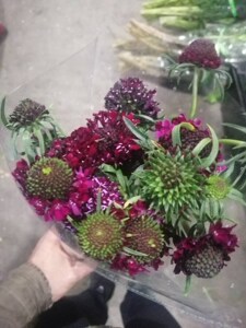 黄金蛹虫草 黄金蛹虫草品牌 价格 阿里巴巴