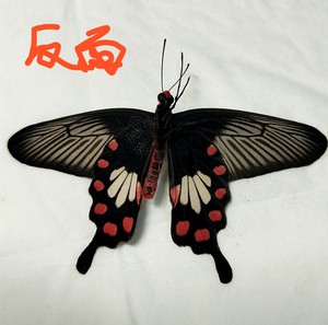海南红珠凤蝶大斑亚种，实拍如图，品相自鉴！谨慎下单！不包邮不