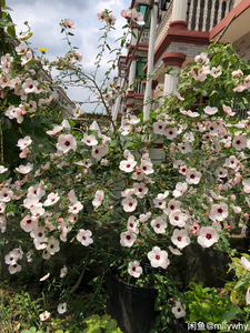 高砂芙蓉葵 高砂芙蓉葵品牌 价格 阿里巴巴 高砂芙蓉葵 高砂芙蓉葵品牌 价格 阿里巴巴
