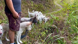 实战下司犬猎犬，有带头狗、师傅狗、实战狗、会狗、新狗，大小山