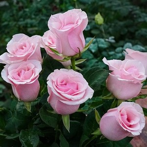 云南包邮直发粉色玫瑰花老桩老根四季开花戴安娜月季花苗盆栽室内