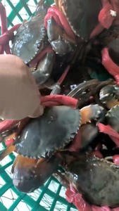 39一只东山岛野生特大精品红膏蟹鲜活红膏蟹肉蟹菜鲟青蟹膏蟹鲜