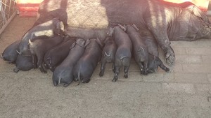 出黑猪，常年提供种猪，育肥猪，标猪，莱芜黑猪，北京黑猪，土猪
