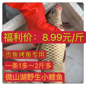 微山湖野生鲤鱼一二斤小鲤鱼贡鱼烤鱼专用福利价8.99元一斤，