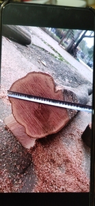 红稠木百年大树，血绸木有两根，极品刨子料，坚固耐磨纹理好。长