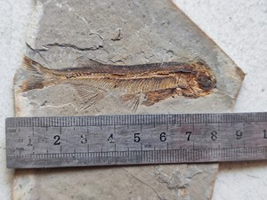 纯天然鱼化石狼鳍鱼化石原石大王杖子板产地，清晰漂亮，带鱼皮。
