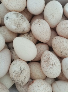 自己养殖青铜，尼古拉系列火鸡种蛋出售， 8元一枚，20枚顺丰