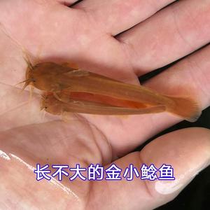 观赏鱼活体鱼原生水蜂子金娃娃淡水冷水小金鲶鱼山鲶鱼锦鲤小型鱼