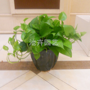小绿萝 黄金葛 盆栽 办公室花卉 净化空气 吸甲醛植物 上海送货