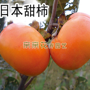 果树苗木柿子树苗柿树苗日本甜柿苗柿子苗 结果早易丰产,即摘即食