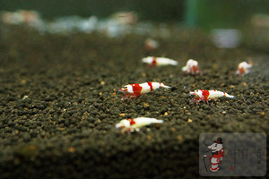 养虾翁 水晶虾纯系纯血厚白  压成虾0.6-0.8公母随机