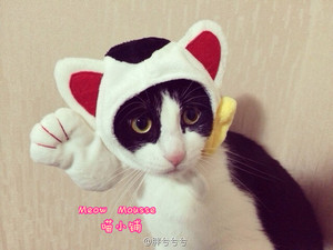 【喵慕斯】宠物变装帽 日本招财猫  猫帽子 变身帽恭喜发财新年好