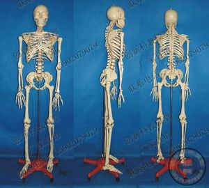 实物拍摄 男性170cm骨骼模型人体骨骼人骨架医用人体标本 阿里