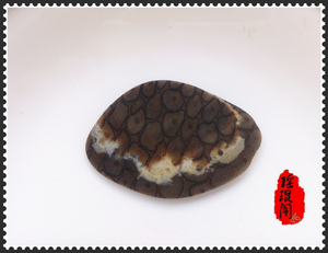 南京天然雨花石精品化石原石-《龟》硅化辉木蜂窝化石-部分半透