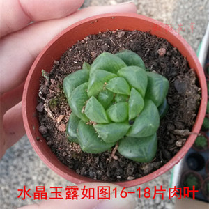 实拍多肉植物批发水晶玉露唐扇 天女乙女心大和锦 蓝石莲子宝包邮