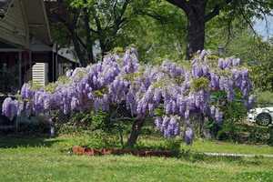 丰花（丰多）紫藤（世界没普罗旺斯小确幸）嫁接苗春夏开2季盆栽