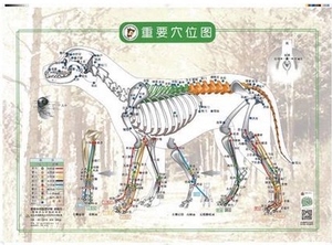 犬重要穴位图，胸、腹部穴位图，金日山主译（全套2张）