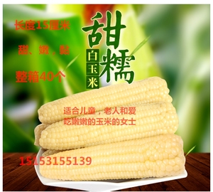 2022新货甜糯玉米冷冻黏白色玉米棒16厘米整箱40根不包邮山东济南