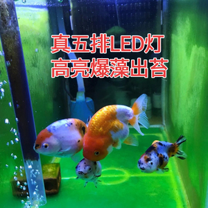 鱼缸灯水族箱照明红防水三色灯鱼不红水爆鲤红龙鱼灯出苔锦藻.