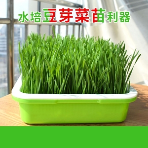 芽菜种植盘水培蔬菜种植容器室内种菜专用家用种菜架Y子阳台多层