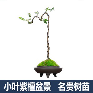 小叶紫檀树苗赤楠盆景室内阳台常绿植物名L贵花卉盆栽四季好养耐