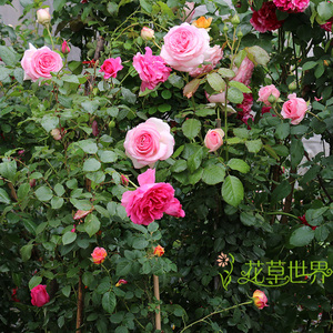 大型藤本月季 包上门种好 带花出售蔷薇欧月盆栽爬藤植物庭院花卉